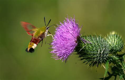 insekten die welt der tiere Reader