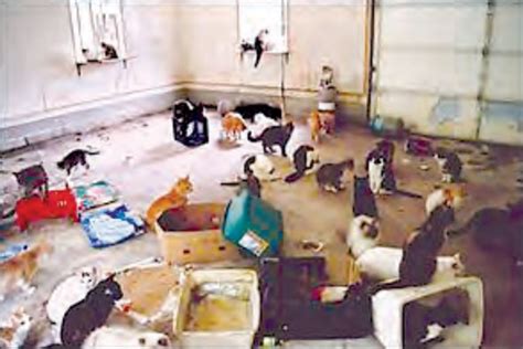 inside animal hoarding inside animal hoarding PDF