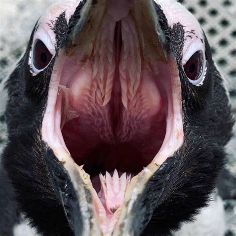 inside of a penguin's mouth