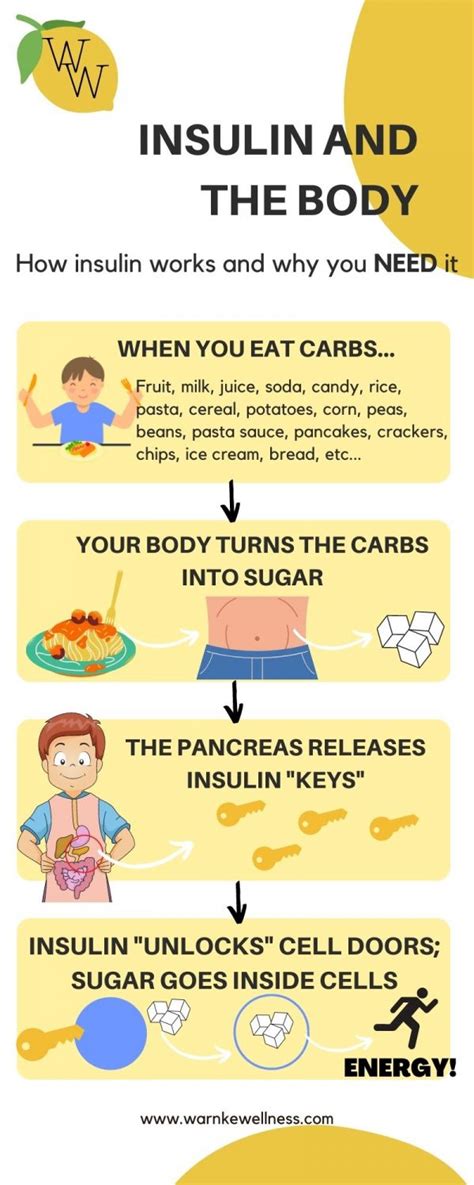 insulin functions in the body by