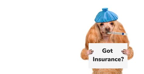 insurance for dogs