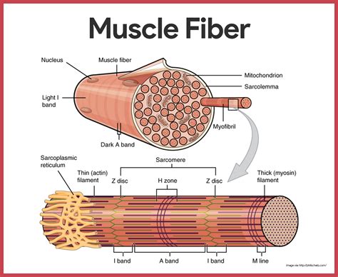 interactive physiology muscular system muscle metabolism answers Kindle Editon