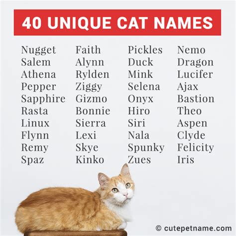 interesting cat names