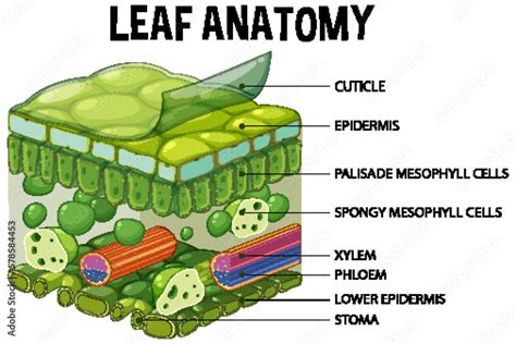 internal structure of a leaf diagram pdf PDF