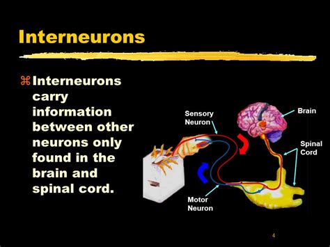 interneurons ap psychology definition