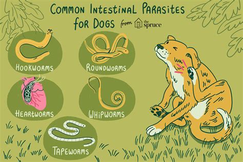 intestinal parasites in dogs