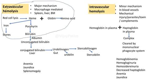 intravascular hemolysis vs extravascular hemolysis