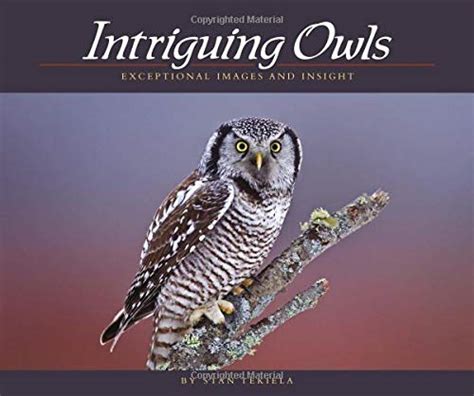 intriguing owls extraordinary images and insights Reader