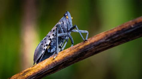 invasion insectes 2016 balsacq fr d ric Reader