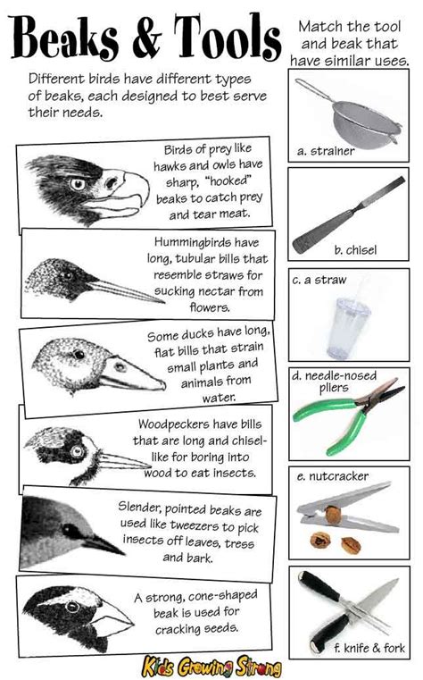 investigating bird beak adaptations lab activity answers Kindle Editon