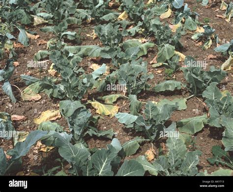 investigation virus diseases brassica crops PDF