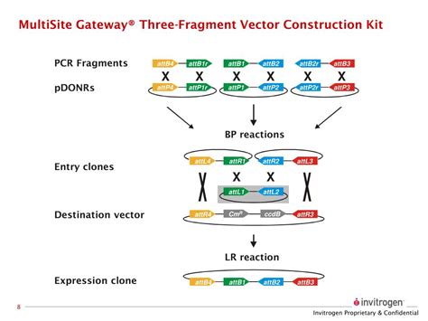 invitrogen multisite gateway manual Epub