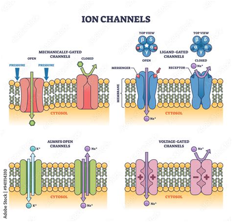 ionic channels of excitable membranes Doc