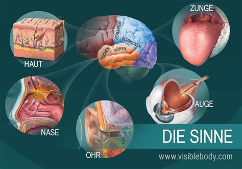 irhre nerven ihre seele PDF