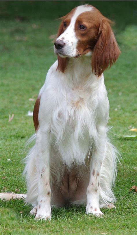 irish red and white setters checkerboard animal library dogs Doc