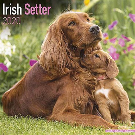 irish setters calendar multilingual edition Kindle Editon