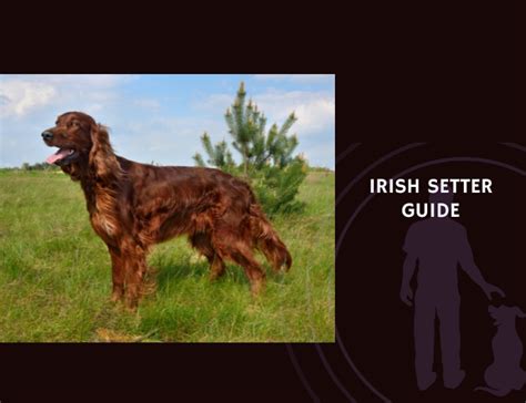 irish white setter training guide PDF