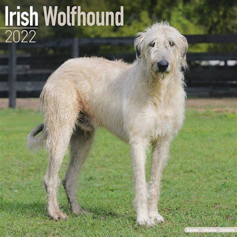 irish wolfhound calendar breed specific irish wolfhound calendar 2016 wall calendars dog calendars monthly PDF