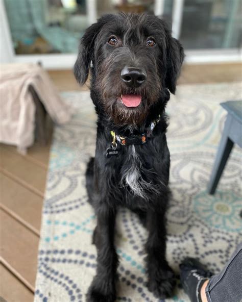 irish wolfhound poodle mix