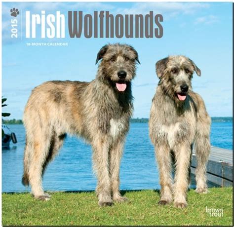 irish wolfhounds 2015 square 12x12 multilingual edition Kindle Editon