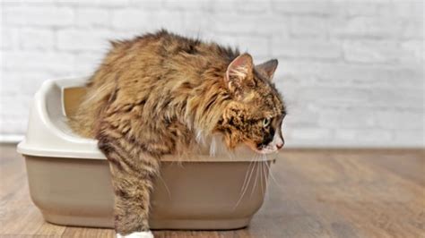 irritable bowel in cats treatment