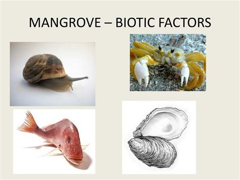 is a sea shell abiotic or biotic