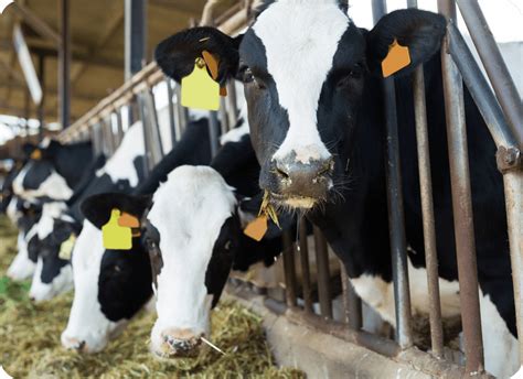 is dairy farming intensive or extensive