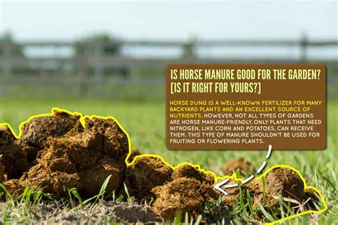 is horse manure good for fertilizer