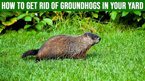 is it bad to have a groundhog in your backyard