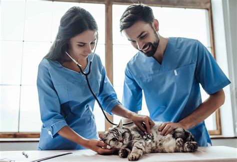 is it hard to get a job as a vet