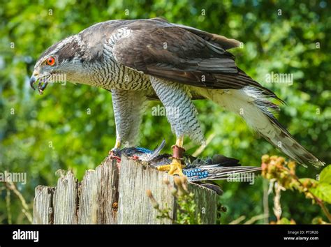 is jayhawk a real bird