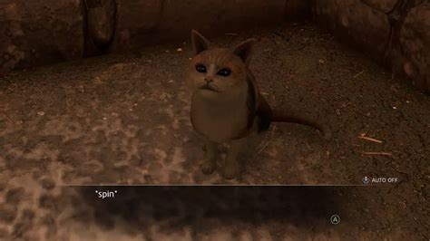 ishin tuna cat