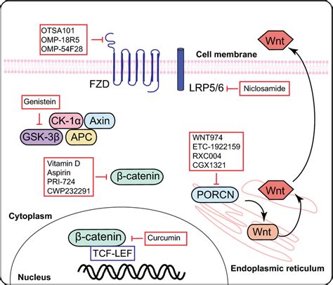 isolation of receptor for wntwingless Doc