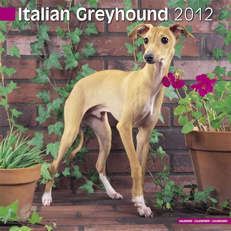 italian greyhound 2012 calendar 10087 12 PDF