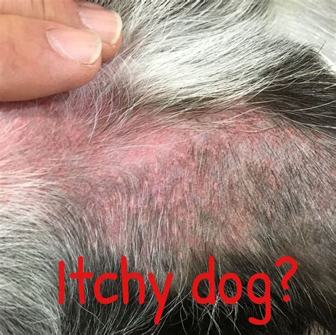 itchy skin of dogs