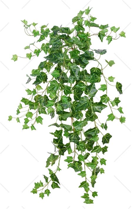 ivy in french