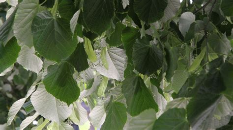 J Frank Schmidt Catalog