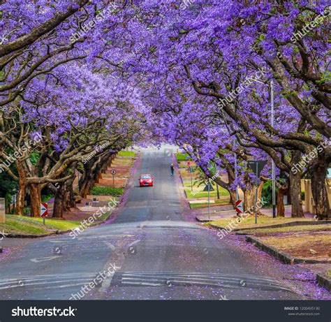 jacaranda street