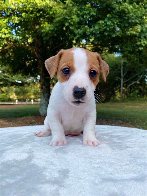 jack russell puppies for sale