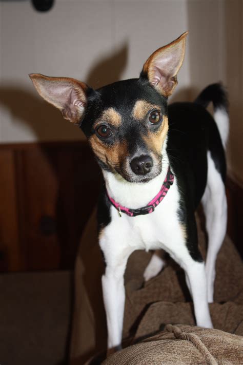 jack russell terrier rat terrier mix