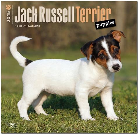 jack russell terriers 2015 square 12x12 multilingual edition Reader
