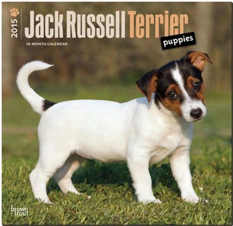 jack russell terriers 2016 square 12x12 multilingual edition Kindle Editon