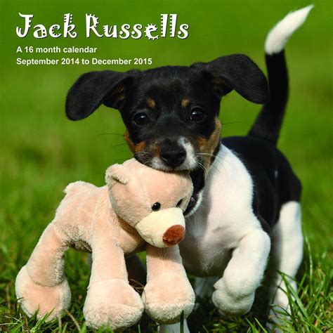 jack russell terriers calendar 2015 wall calendars dog calendars monthly wall calendar by magnum Epub