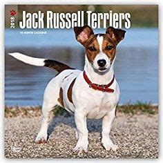 jack russell terriers intl 2015 square 12x12 multilingual edition PDF