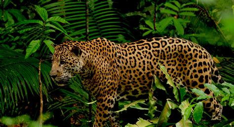 jaguar a day in the life rain forest animals PDF