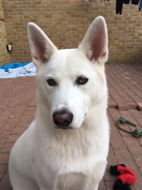 japanese akita x husky