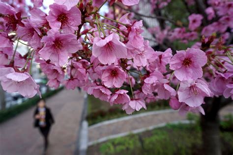 japanese cherry blossom tree