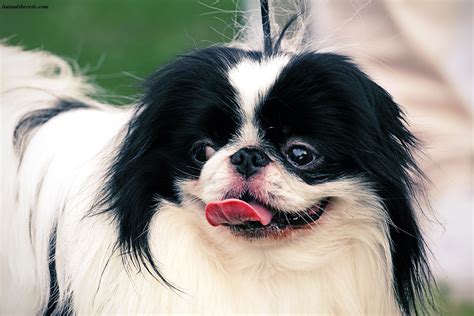 japanese chin dogs