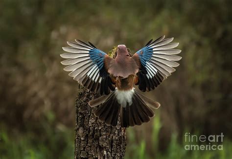 jayhawk bird real