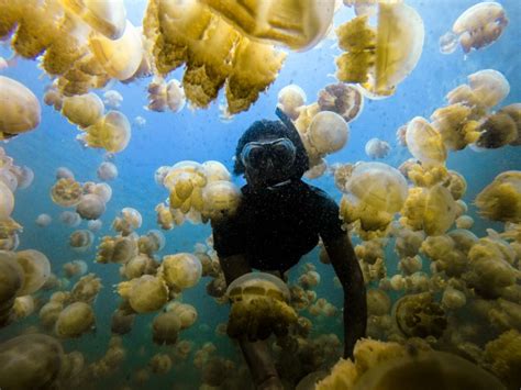 jellyfish island palau